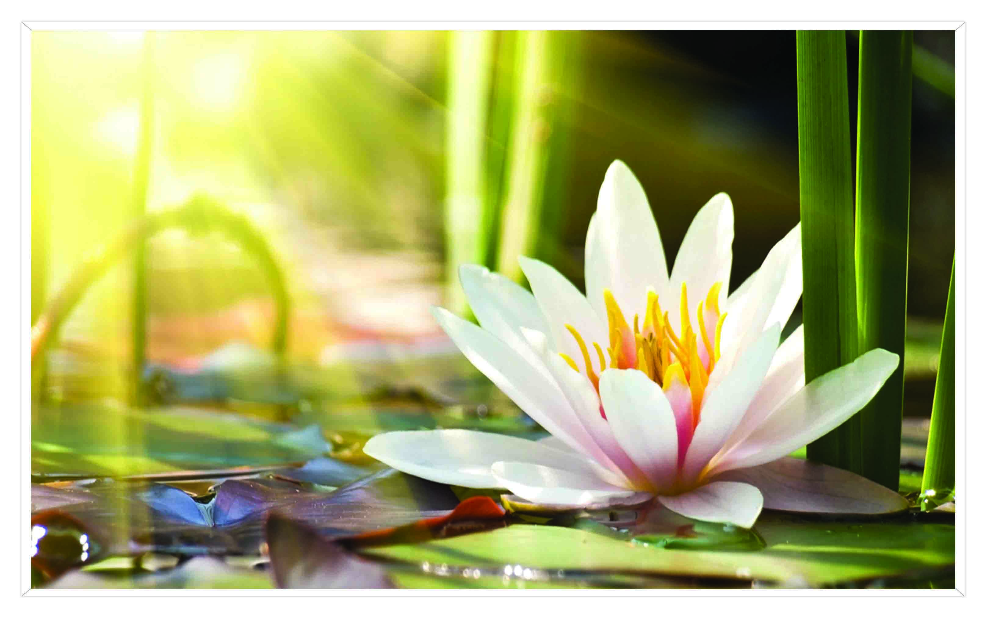 ASG252 Wall décor art printed on glass floral